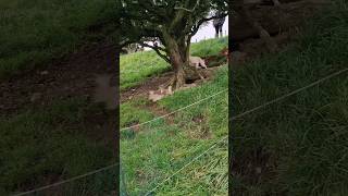 ferreting rabbiting hunting lurcher huntinguk workingdogs [upl. by Aihseyk]