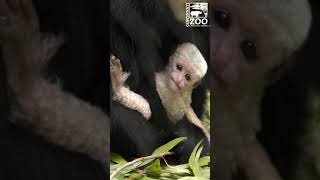 1 Week Old Colobus Monkey Baby  Cincinnati Zoo shorts [upl. by Eriha142]