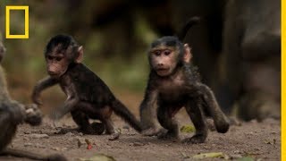 Los PAPIONES OLIVA ¿cómo viven estos CURIOSOS BABUINOS  National Geographic en Español [upl. by Alicea]