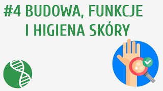 Budowa funkcje i higiena skóry 4  Skóra i zmysły [upl. by Kitrak]