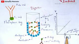 Immunoflourescence Assay  Principle  Procedure  By phanindra gupta  Bio science [upl. by Frayne]