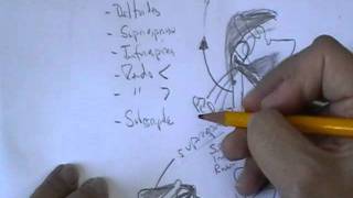 ANATOMIA 20 MUSCULOS DE MIEMBRO SUPERIOR Parte 2 [upl. by Carder]