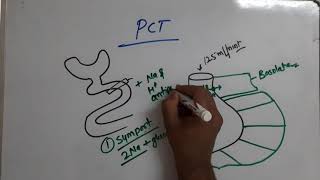 Renal Tubular Reabsorption  PCT Reabsorption and Secretion  Symport and Antiport [upl. by Housen]