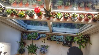 Indoor Succulent Tour  December 2017 [upl. by Helfand]