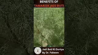 BENEFITS OF tamarisk JADI BUTI jaributi agriculture herbalhills plants herbal [upl. by Shing]