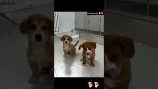 Cute puppies videoshortsfeed shorts viralshort viralviralvideo viralshort 🐕❤️ [upl. by Kcirnek]