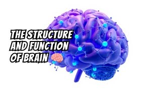 the structure and function of brain 🧠  fully explained  in english  HBM WORLD 🌎  subscribe 💜 [upl. by Niwrehs]