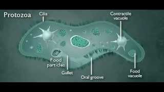 Microorganisms and Biotechnology Ages 1416  Introduction to Microbes [upl. by Corydon]