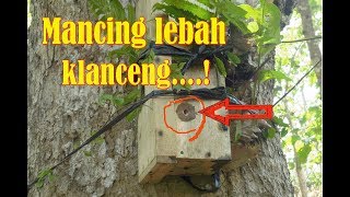 CARA MEMANCING Lebah Madu Klanceng kelulut tawon lanceng atau trigona [upl. by Anwahsal220]