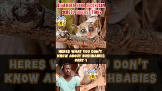 Heres what you dont know about bushbabies Part 1 bushbaby galago primaterescuecenter [upl. by Nnaasil]