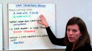 DNA Replication [upl. by Sandra]