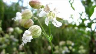 Bladder Campion Silene Vulgaris  20120811 [upl. by Isman]