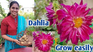 How to grow dahlia  growing dahlia from bulbs  growing dahlia from seeds eetharamillalu [upl. by Vanthe]