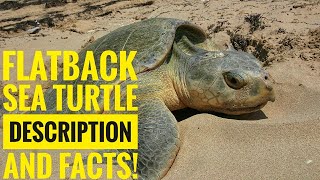 Flatback Sea Turtle  Description and Facts [upl. by Karena]