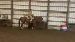 2009 AQHA Gelding For Sale SOLD [upl. by Asikal]