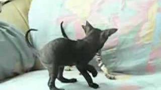 Cornish rex kitten play [upl. by Sontag332]