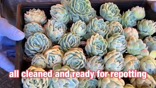 Echeveria Elegance Arrangement [upl. by Raymund]