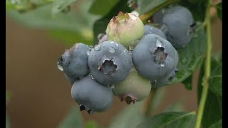 Blueberry Festival in full swing starting Friday [upl. by Venable]