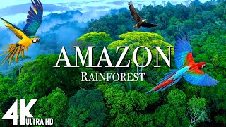 Amazon 4k  The World’s Largest Tropical Rainforest  Relaxation Film with Calming Music [upl. by Netfa]