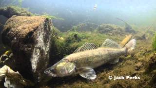 Zander Underwater Footage River Trent Stoke [upl. by Eniamraj899]