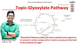 Glyoxylate cycle biochemistry IImetabolism  CSIR NETJRF  GATE  Life science  ICMR dbt icar [upl. by Alletsirhc]