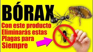 BORAX la forma de Eliminar Cucarachas Hormigas Chinches Termitas y más Plagas [upl. by Attenauqa11]