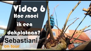 Hoe snoei ik een dakplataan SEBASTIANI ON TOUR video 6 [upl. by Eyaj]