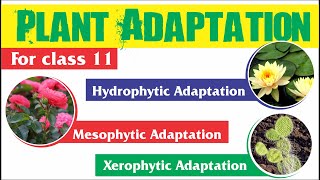 Plant Adaptation  Hydrophytic Mesophytic and Xerophytic Adaptation [upl. by Ahsrat]