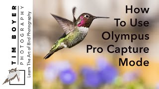 How to Use Olympus Pro Capture Mode [upl. by Nwahsud]