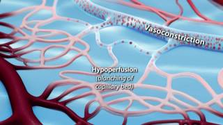 Capillary Blood Flow [upl. by Navad]