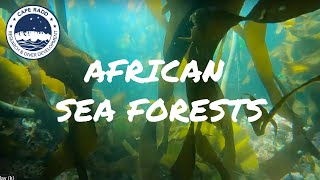 Marine Biology Ep5 African Sea Forests [upl. by Ylas]