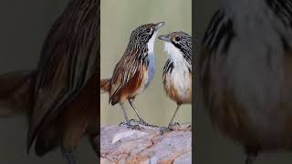 Striated grasswren Amytornis striatus [upl. by Francois]