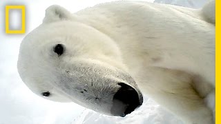 Polar Bear Eats Seal in First Ever POV Video  National Geographic [upl. by Asia]