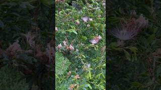 আল কোরআন এর সূরা আর Calliandra brevipes flowers allah quran islam surah flowers shorts love [upl. by Mannuela846]