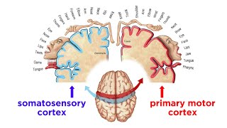 The Sensorimotor System and Human Reflexes [upl. by Northrop]