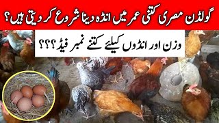 Golden Misri Murgi Anda Dena Kab Soro Karti Hai  Golden Misri Hens Complete Information  Mini Zoo [upl. by Anabal]