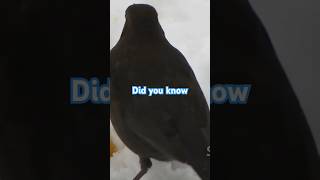 The Extraordinary Abilities of Blackbirds Plus tale in description👍 [upl. by Grondin]