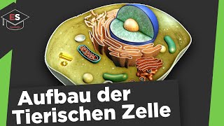 Aufbau der Zelle Bio leicht gemacht – Biologie  Duden Learnattack [upl. by Nitram]