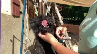 Cairn Terrier Oral Exam and Teeth Brushing Demo HD 720p [upl. by Reede]