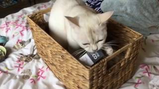 Burmilla cat playing compilation [upl. by Kovar]