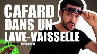 Cafard dans un lavevaisselle  les étranges expériences [upl. by Ideih]