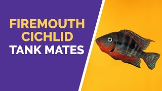 FIREMOUTH CICHLID TANK MATES [upl. by Gui]