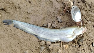 Big Wallago Attu Catfish 😱 ll big pathan fish hunting ll big pathan fish fishing [upl. by Annelg]