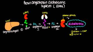 Renin Angiotensin Aldosterone System RAAS  Short and sweet [upl. by Etnecniv40]