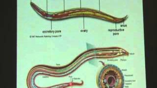 Phylum Nematoda ตอนที่ 1 [upl. by Odnalo809]