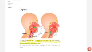 What is epiglottis [upl. by Andromede517]