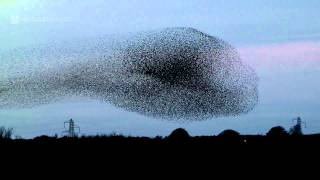 Gretna Green Starling Murmurations [upl. by Baker]