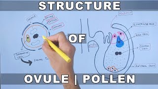 Structure of Ovule and Pollen [upl. by Island780]