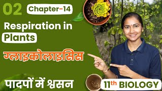 L2 ग्लाइकोलाइसिस  अध्याय14 पादपों में श्वसन  Respiration in Plants  11th Biology [upl. by Idrahs726]