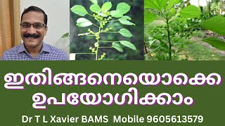 കുപ്പമേനി  Revealing the Secrets of this Herb for Fractures [upl. by Illek]